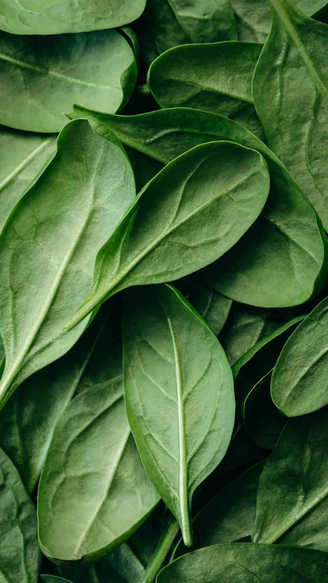 1. Spinach loves cool weather and actually grows sweeter in the winters. Sowing in December promises tender, fast-growing leaves. Low-maintenance and a nutrient-rich green to set up for the perfect winter greens.