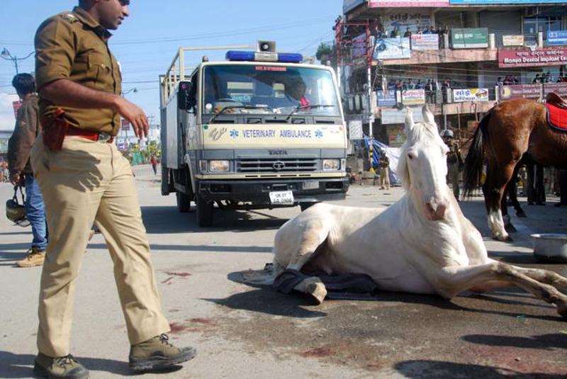 Police horse Shaktiman’s leg amputated post brutal attack by BJP MLA