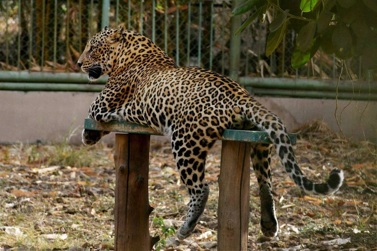 delhi-s-yamuna-biodiversity-park-now-inhabits-a-leopard-india-news