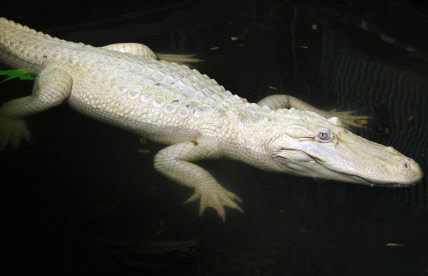 Rare captive albino crocodile 'Mali' lays eggs in Bhitarkanika