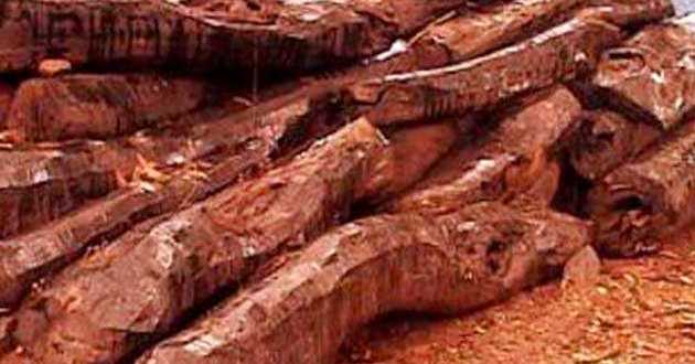 Sandalwood worth Rs 25 crore seized in Tripura