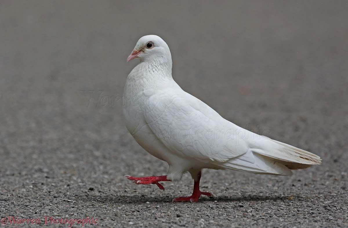Pigeon with Urdu words stamped on its wings spotted in Punjab, claims police