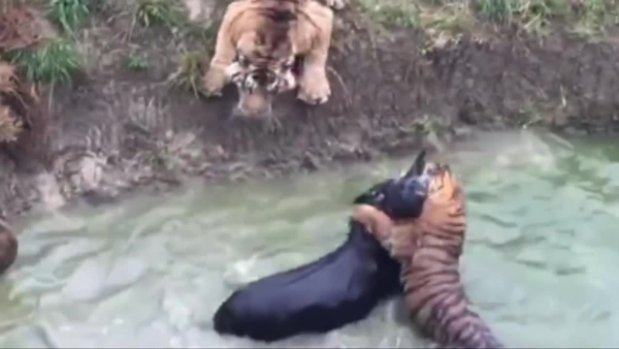 Thai zoo under fire after video of tiger being prodded goes viral