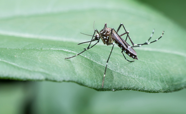Wiping off mosquitoes completely will do more harm than good