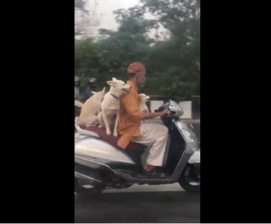 Delhi man driving scooter with three dogs riding pillion