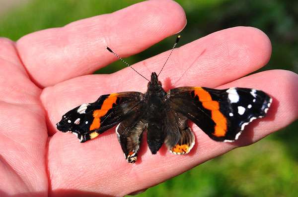 India's 1328th butterfly species found in Rajasthan