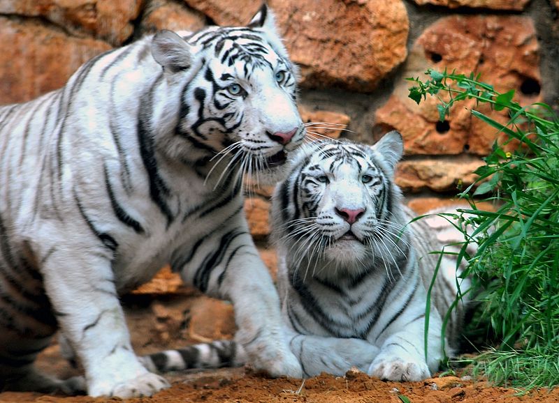 white tiger cubs  Tiger spirit animal, White tiger, White tiger cubs