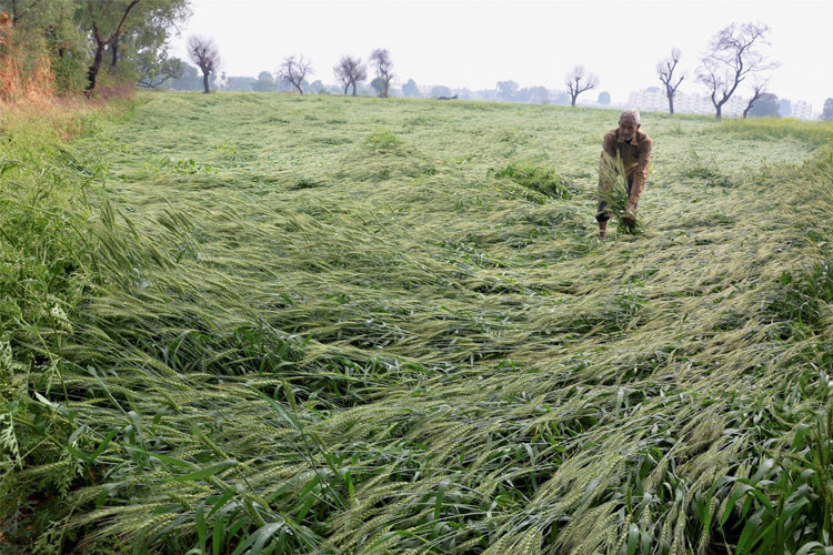 Maha govt announces Rs 200 cr aid for hailstorm-hit farmers; MP CM Chouhan assures relief for crop losses