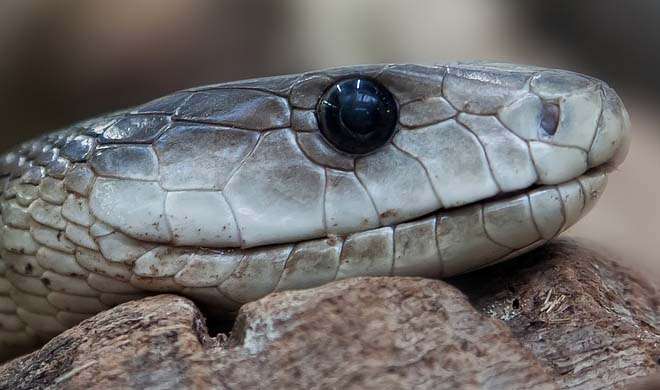 UP: 40 baby snakes emerge from AC in farmer's house