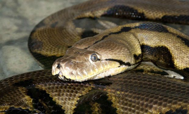 Drunk man bites venomous snake to death in MP, survives | India News ...