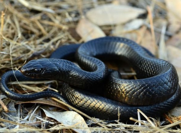 Shocking! Man kills Rattlesnake. Its chopped off head bites him in