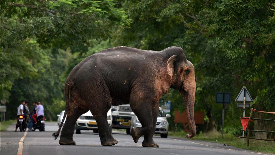 Animals have rights of a living person': Uttarakhand HC accords status of 'legal  entity' to animal kingdom | India News – India TV