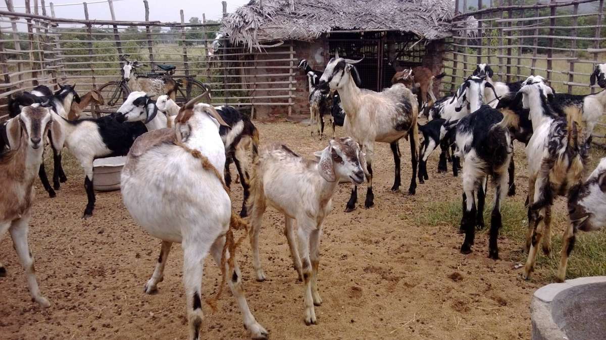 Shocking! Pregnant goat gang-raped, tortured by 8 men in Haryana's Mewat; dies later