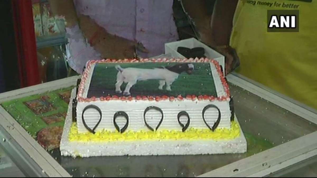 Happy Birthday goat, birthday cake