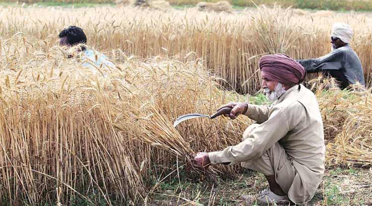 Farmers' income will increase to Rs 62,635 cr, says govt as it hikes MSP of Rabi crops