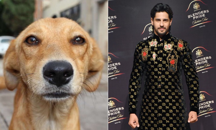 Dog gatecrashing Sidharth Malhotra&rsquo;s ramp walk reminds us of the cat who stole limelight at fashion show&nbsp;