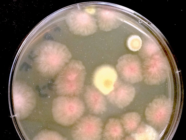 Study proves against microbes mutating into dangerous superbugs in space