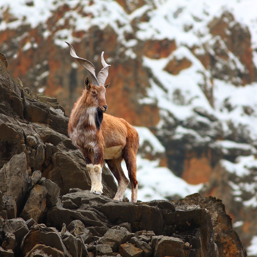 top-106-national-animal-of-pakistan-in-hindi-lestwinsonline