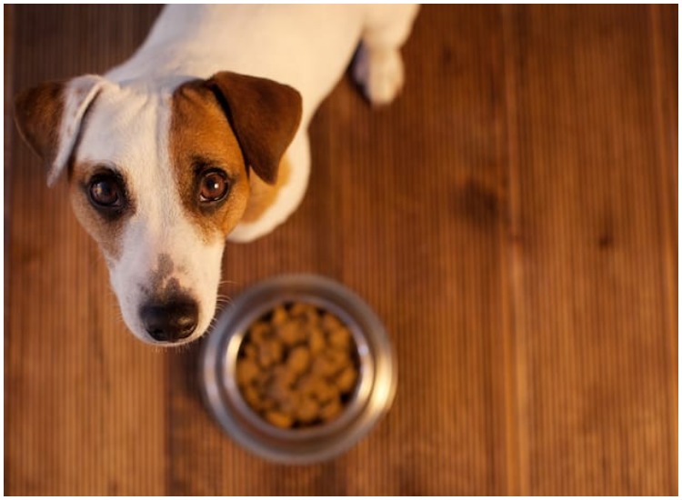 High levels of bacteria found in raw meat dog foods; Know more