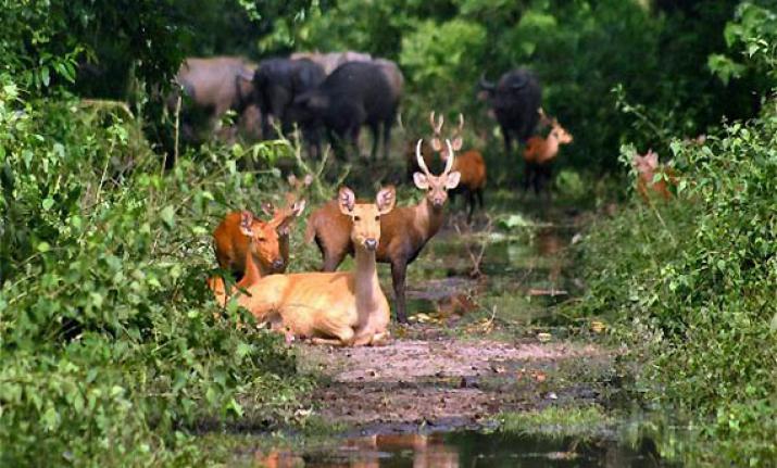 Slow-lived species likely to become extinct; world will shift to smaller animals over next century: Study