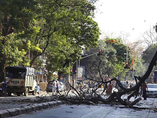 Bombay HC refuses to vacate stay imposed on BMC's Tree Authority