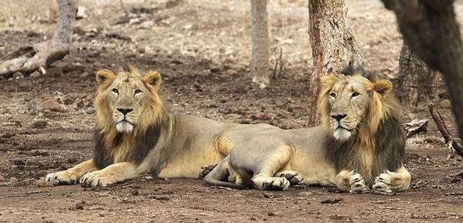 Gujarat: Lions freed of radio collars