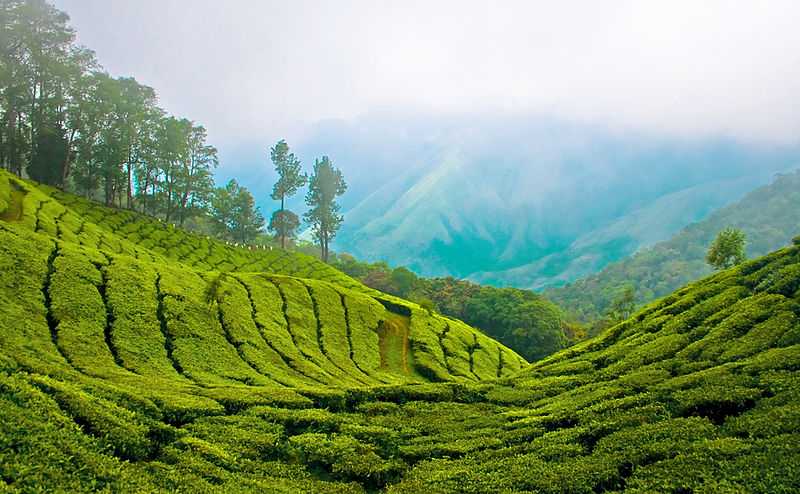 Image result for munnar