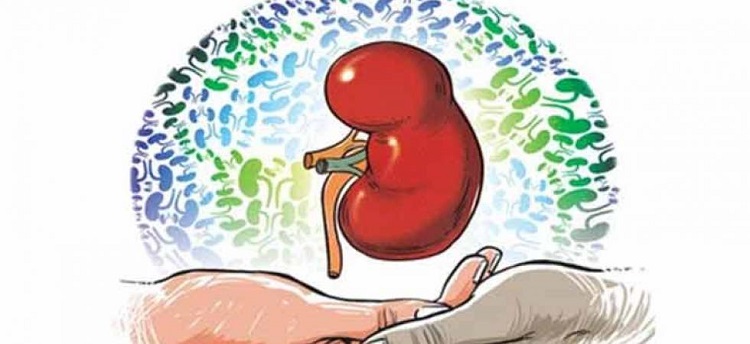 New Delhi: Man gets kidney from wife, liver from son in complicated dual organ transplant