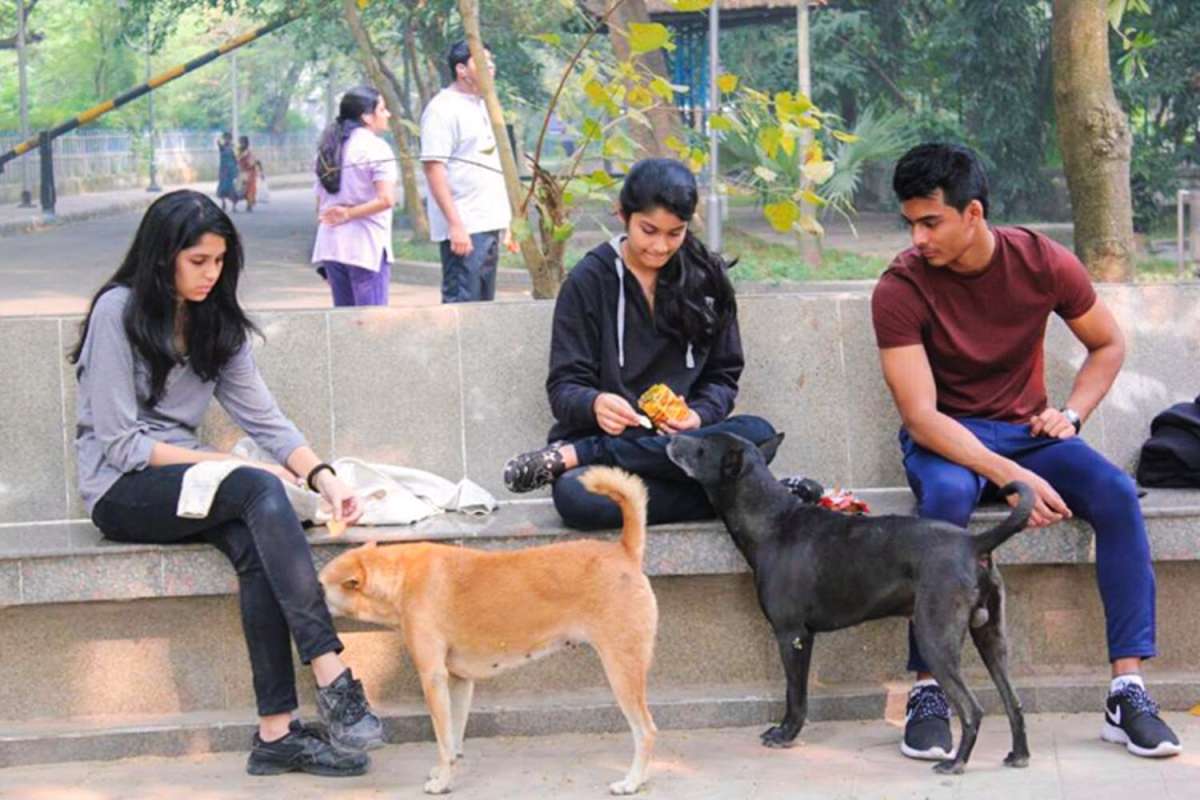 Delhi couple feeding stray dog in society molested, DLF builders among 10  booked | India News – India TV