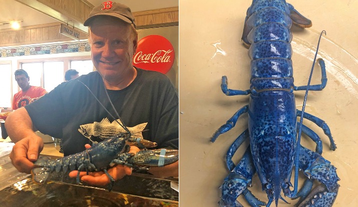 cooked blue lobster