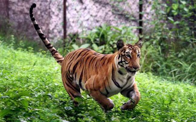 Tadoba reserve's core zone to shut for visitors during rains