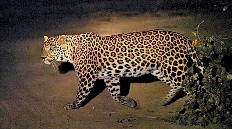 Week after, leopardess that killed minor boy captured