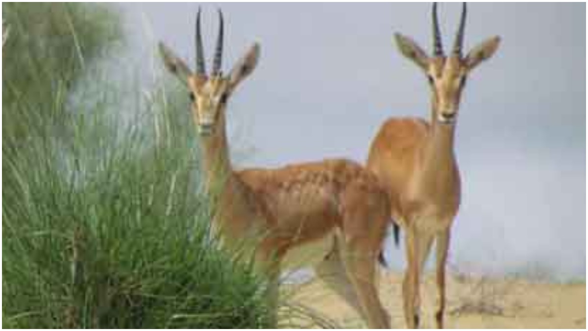 Delhi zoo loses its last chinkara