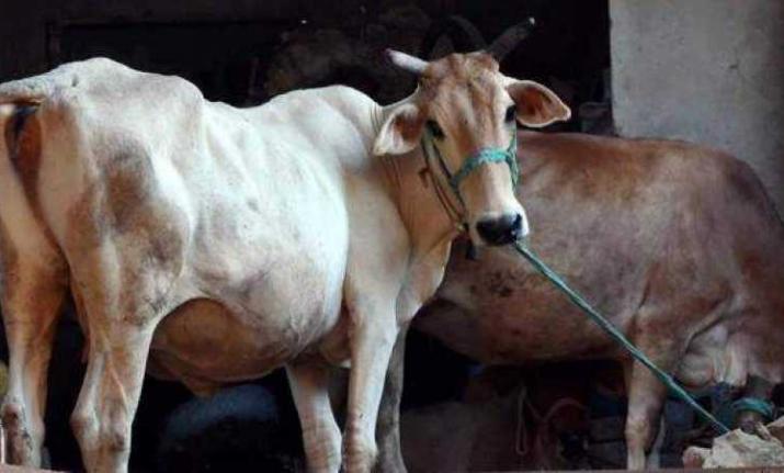 Earn Rs 30 per day by taking care of stray cows in Bundelkhand