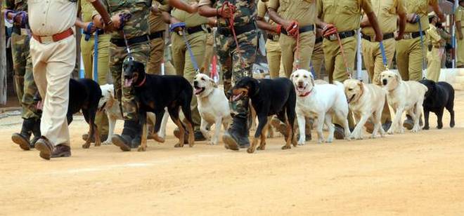 'Maansikta hi kutton jaisi hai': Congress minister on BJP's criticism over MP govt order transferring dog handlers