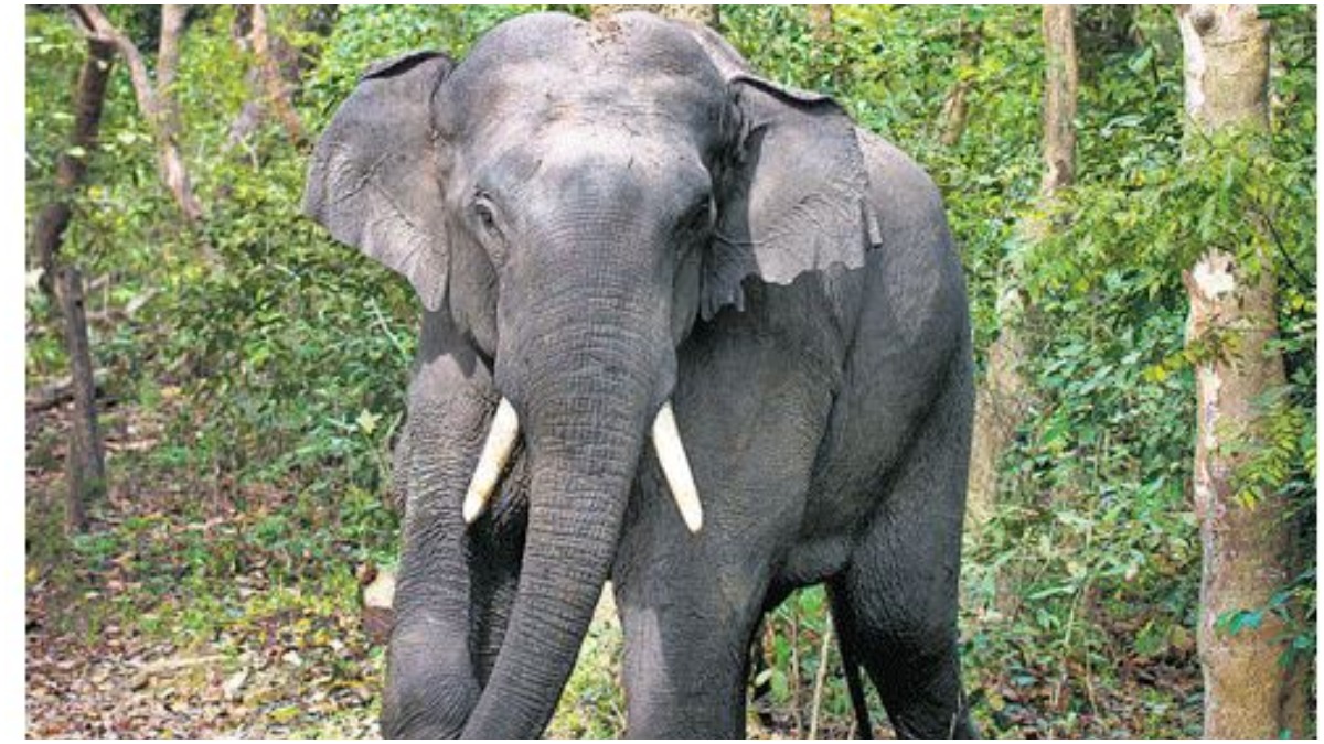 Elephant Whisperer: Uttar Pradesh forest officials have never heard of