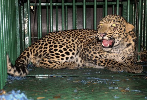 Furious villagers killed leopard in front of Forest Ranger