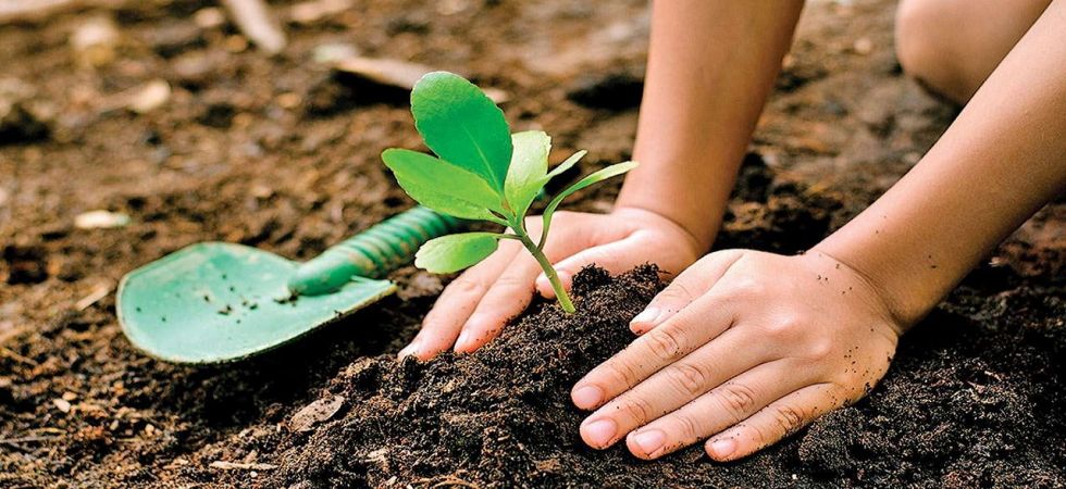 Some plants may depend more on friendly fungi than own leaves: Study