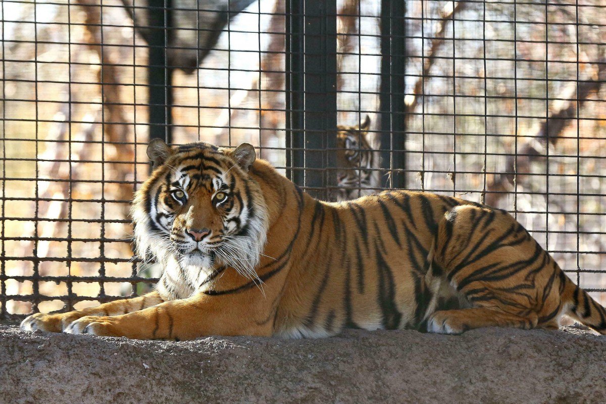 Man mauled to death by tiger in Corbett reserve