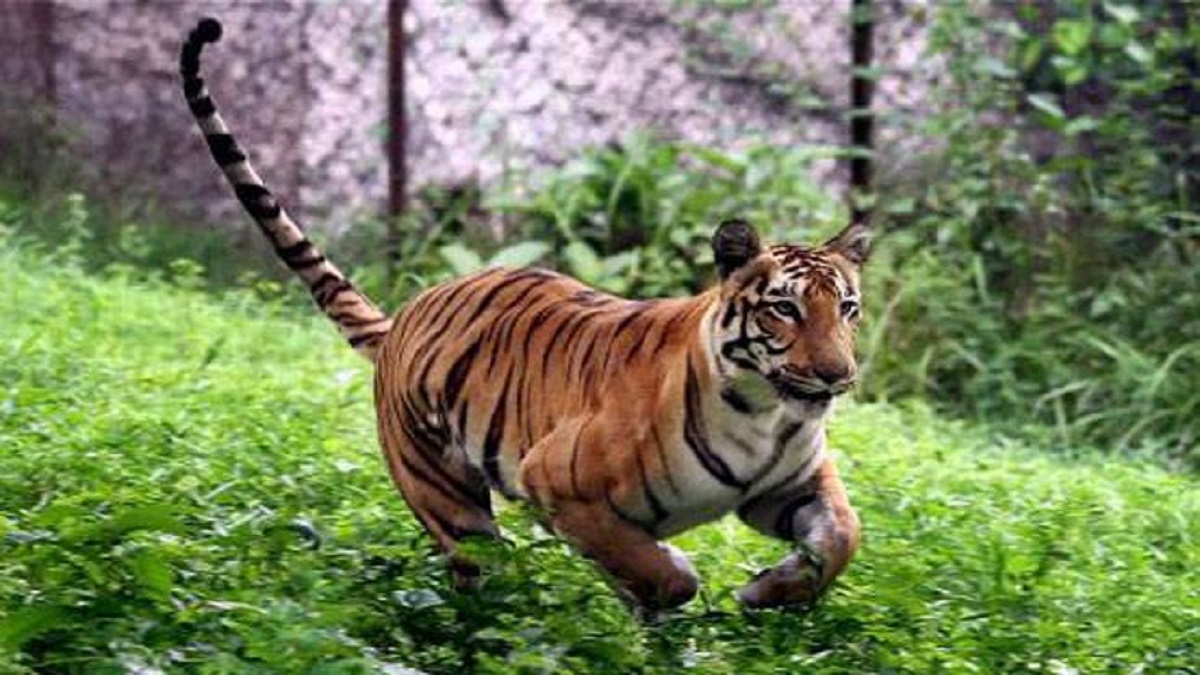 Killer tiger captured in Rajasthan