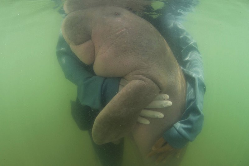 Thailand's beloved baby dugong dies of shock, plastic in stomach