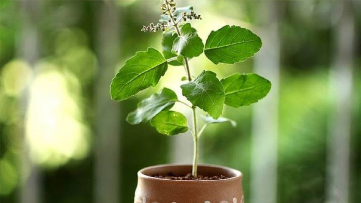 vastu tips for home never put tulsi plant in this direction in your abode books news india tv never put tulsi plant in this direction