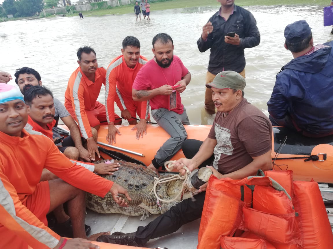 NDRF jawans with the captured crocodile.