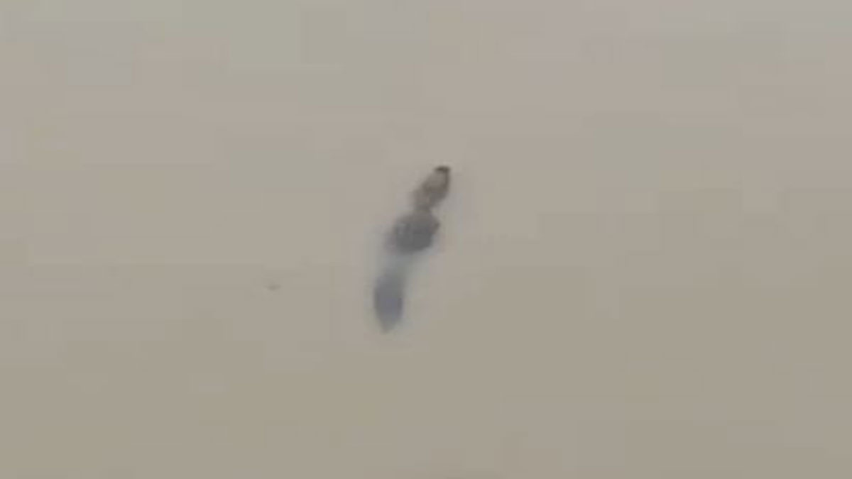 Crocodiles hit the streets in Vadodara, almost eats up dog. Watch video