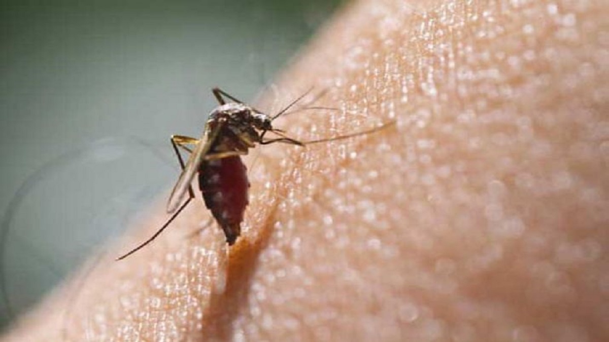 Telangana hospitals overcrowded with dengue patients – India TV