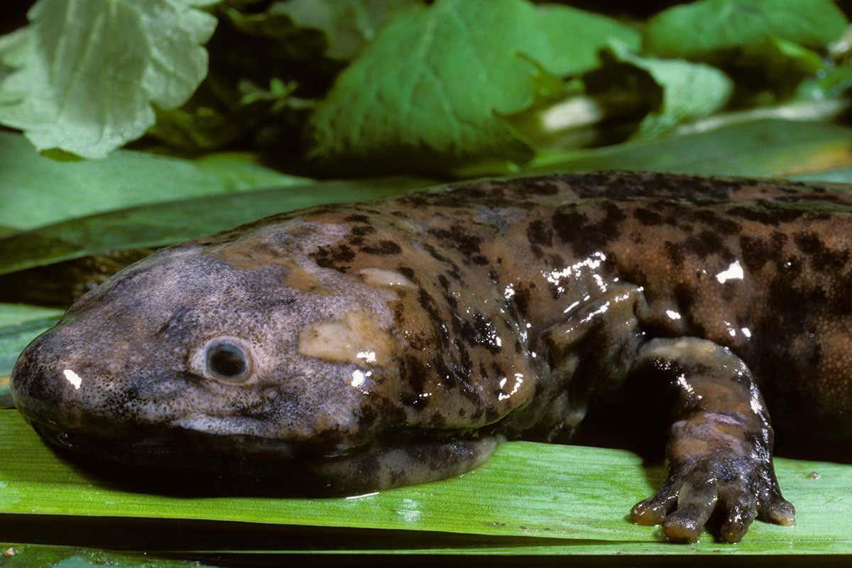 New giant salamander species may be world's biggest amphibian | New