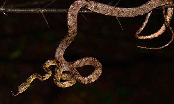 New snake species found, named after Uddhav Thackeray's younger son