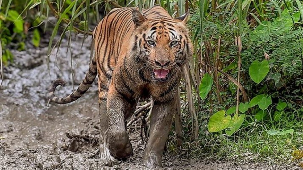Man falls prey to tiger attack in Madhya Pradesh