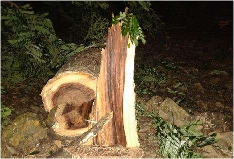 Video: Trees being cut in the dark at Mumbai's Aarey Colony; activists protest