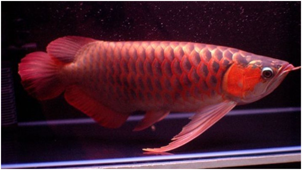 Vastu Tips: Arowana fish brings happiness and prosperity in your home ...